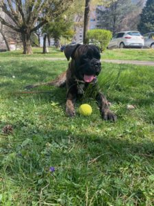 cane-corso