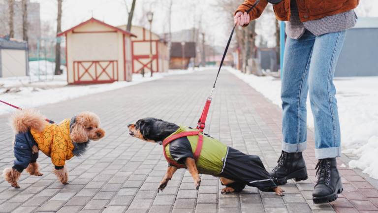 chien-réactif-congénère