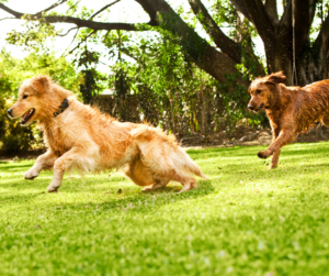 chien-courir