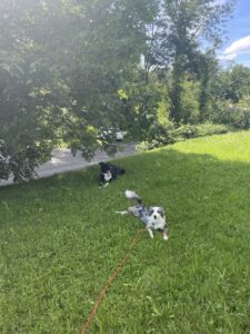 border-collie-couché-dans-l'herbe